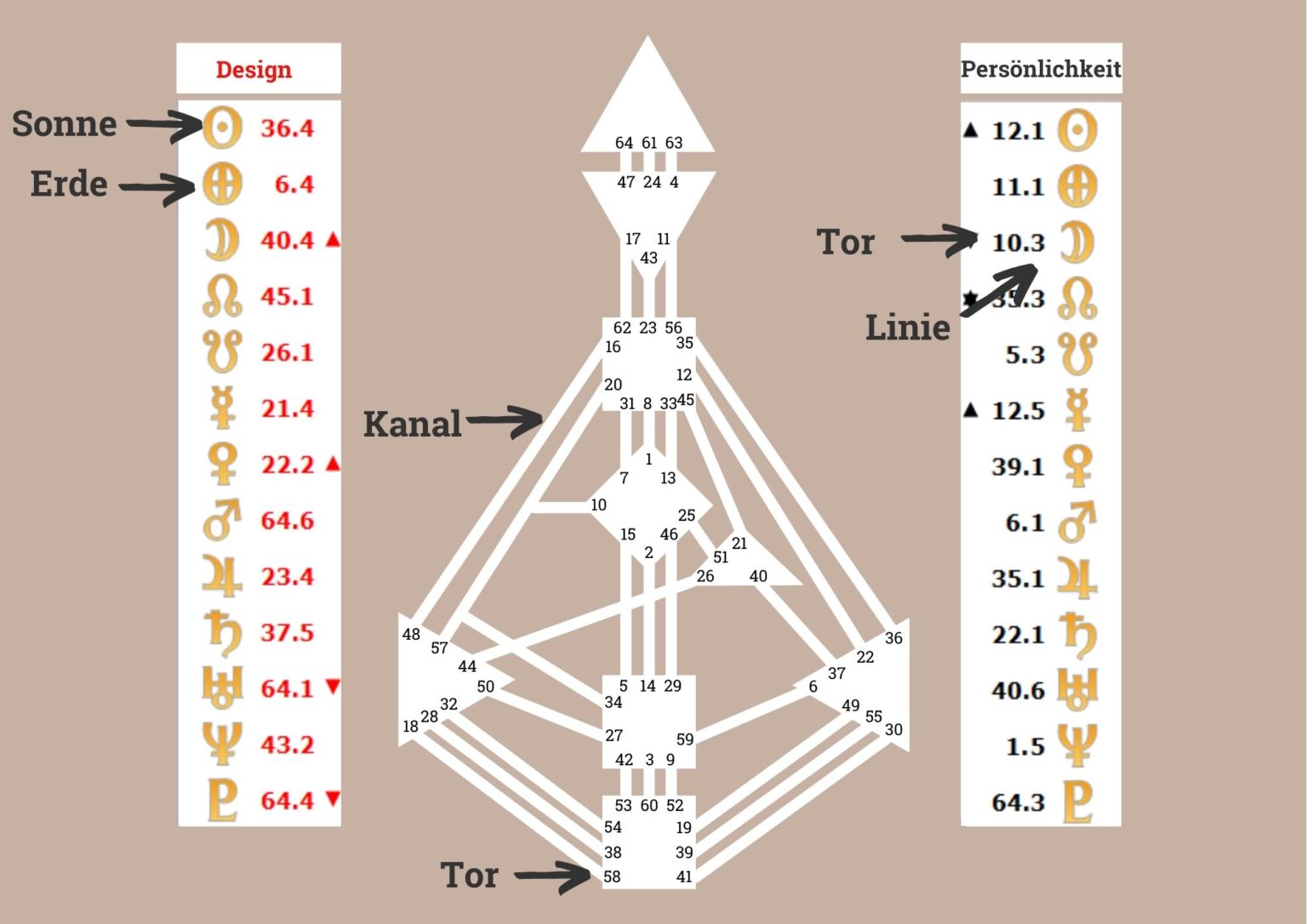 Human Design Linien und was sie aussagen Eva Fischer